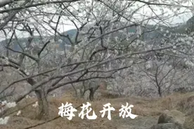 太神奇了！寒冷冬天，这里的花竟开得这么美！！！