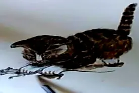 晓林画猫咪，原创国画猫抓老鼠图。晓林画室每天更新喜欢请关注视频封面