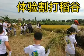 孩子参加水稻科普活动，体验割打稻谷，看看干的怎样