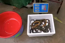 大帅终于把顺丰点开通了，一位浙江老板要的二斤野生鳝鱼，已发货视频封面