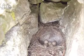 探寻野外鸟窝，这鸟窝驻扎在桥梁涵洞，真是好地方