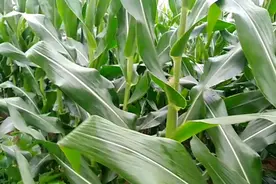 玉米刷叶真的能增产吗？了解下刷叶是否真能促高产，再作决定视频封面