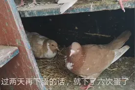 小伙养的鸽子下蛋一直不受精，看看怎么回事视频封面
