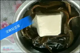 实拍泥鳅钻豆腐全过程，能成功吗？结局出乎意料