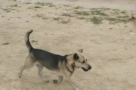 中华田园犬期盼的眼神，看见主人回来，立马高兴了视频封面