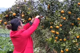 采摘回来的桔子，农村大姐用这个方法保存，放的越久越甜视频封面