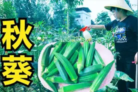 种植秋葵，这种害虫危害很大，正确采取防治措施，果实才能优质