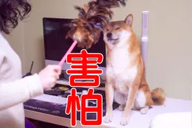 新年第一天，小柴犬就干了坏事被女主人用鸡毛掸子教训视频封面