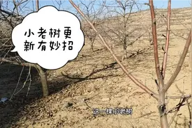 苹果树成了小老树，复壮更新有妙招，可以一试