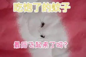 被电蚊拍电晕的蚊子还能飞起来吗？视频封面