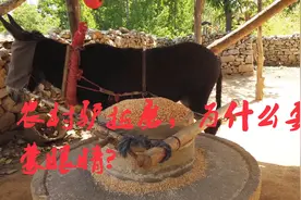 农村的驴拉磨，为什么驴要蒙眼睛，不知道大家见过没有视频封面