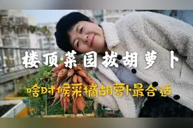 胡萝卜采收讲究多，记住这两点，你家种的胡萝卜能吃整个冬天！视频封面