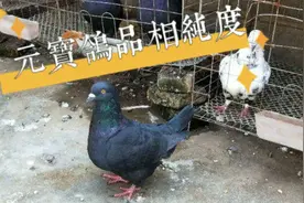 元宝鸽品相和纯度，怎样辨别？网购元宝鸽是否靠谱？我来谈谈体会视频封面