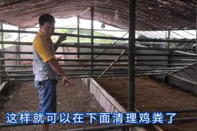 按鸡的天性建棚升级，用这方法简单实用，很方便清理鸡粪的视频封面