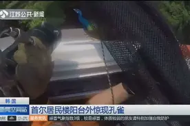 养孔雀不犯法？韩国首尔居民楼阳台外惊现孔雀，消防人员将其捕获视频封面
