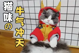 猫咪会后退式走路，怎么做到的，就因男主给穿新衣