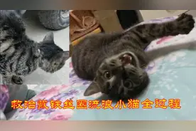 救治戴铁丝圈流浪小猫全过程:从防备人到撒娇卖萌