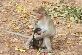 心碎！可怜的宝贝被老鼠恐吓尖声大叫，妈妈及时赶来保护孩子视频封面