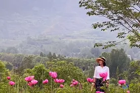 芍药花开美艳艳，可以免费赏花，老白给大家分享赏花线路。视频封面
