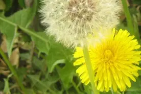 清热解毒，消肿散结的黄花苗该如何处理，山里人做法非常有效视频封面