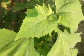 豨莶草，虽然小，作用大，大家一起来了解下视频封面