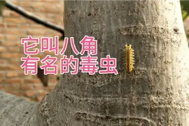 核桃树上爬了十几只毒虫，农村小伙被它蛰了，用这土法子能解毒吗视频封面