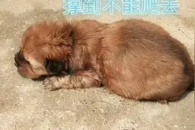小狗 吃的太多了 肚子吃到撑着不能爬去