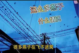 成百上千只燕子，夜不归巢，聚集在电线竿上，难道是出来乘凉吗视频封面