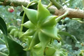 经过嫁接的八角树一年结两季果，春造果挂满枝头，真是硕果累累！视频封面