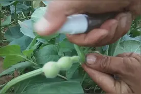 古代值一两黄金的草里金葫芦是怎样长出来的？葫芦哥现场解密视频封面