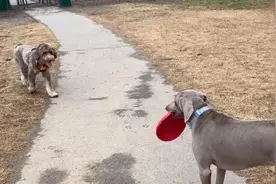 狗公园又遇到北美很流行的金贵犬，为啥这么多人养金贵犬呢？