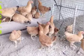 养鸡这么久了，忽然萌生了不想养的念头，太多不稳定因素困扰烦心