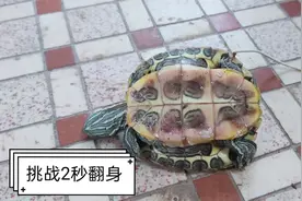 乌龟四脚朝天后能不能翻身，进来看一下就知道乌龟翻身有多快了