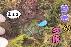 突然发现乌龟不见了，没想到躲在了苔藓下面，看来是要进行冬眠了视频封面