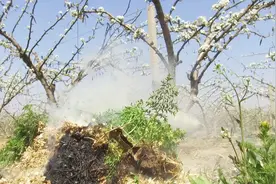 冬去春来梨花开，如何打好梨树的花期防冻战？你应该知道这些措施视频封面