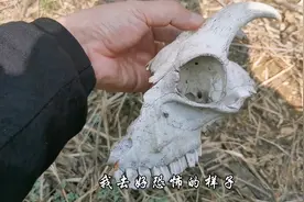 一家人去山坡摘榆钱，华哥突然发现一个奇怪的动物头骨！大牙森森