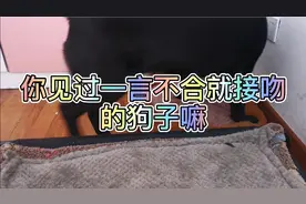 你见过一言不合就接吻的狗子嘛，还动手了