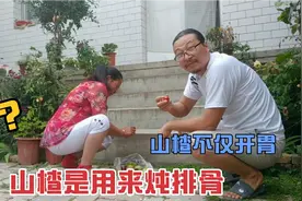 阿勇只知道山楂开胃，老妈:用来炖排骨!还有那些功效你知道吗？视频封面