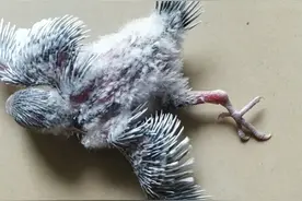 虎皮鹦鹉一字腿/八字腿纠正