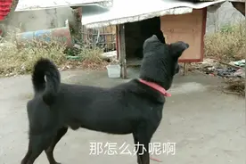 马上要过年了，没法把狗狗带走，怎么办啊！视频封面