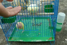 玄凤鹦鹉两个月大了，不喜欢呆笼子里了，老想逃跑