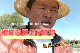 雪域高原小伙带大家去看看被称为黑金子枸杞，是什么样晒的……