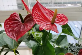 “红掌”养着养着就“变绿”，可能是这三种原因，其中的一种视频封面