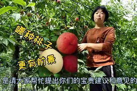 四川农村，雪夏家的桃子各有特色，您觉得哪个品种更有发展前景视频封面