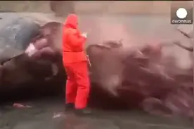 见过抹香鲸爆炸吗，场面喜人，关键是路人倒霉了视频封面