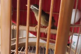 难得一见的王牌画眉鸟