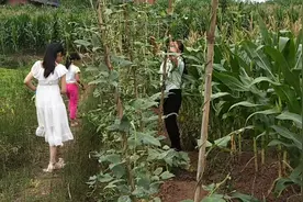 地里的新鲜豇豆，几种吃法，超级下饭