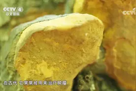 古书中记载，桑黄可以治疗妇科肿瘤，这是真的吗？听听专家的讲解视频封面