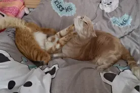猫界UFC终极冠军之争，最终中国狸花完胜美国短毛视频封面