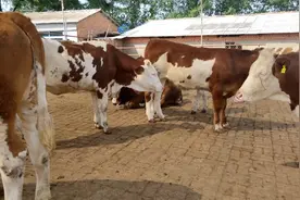 牛口吐白沫是怎么回事视频封面